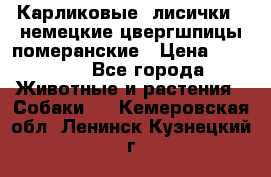 Карликовые “лисички“  немецкие цвергшпицы/померанские › Цена ­ 35 000 - Все города Животные и растения » Собаки   . Кемеровская обл.,Ленинск-Кузнецкий г.